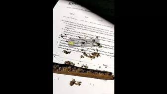 Smoke a blunt and get horny, now myTT friend wants backshots