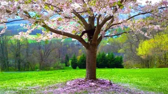 Secret Garden - Passionate Erotic Audio for Men by Eve's Garden (outdoors)(passionate sex)(audio)